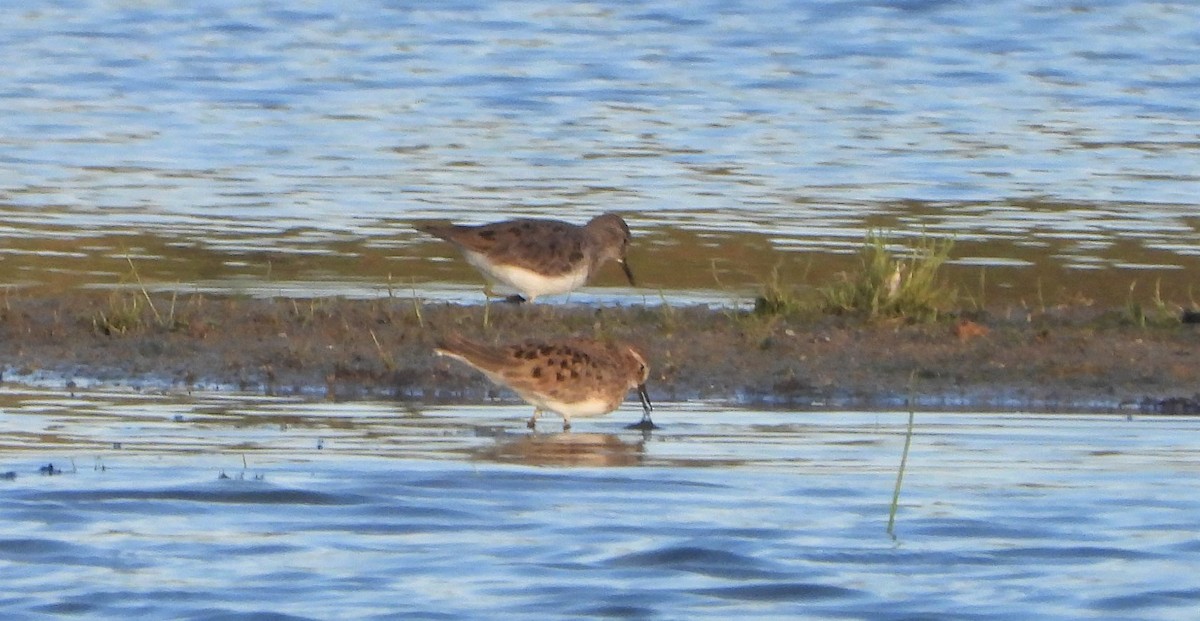 Temminck's Stint - ML446103301