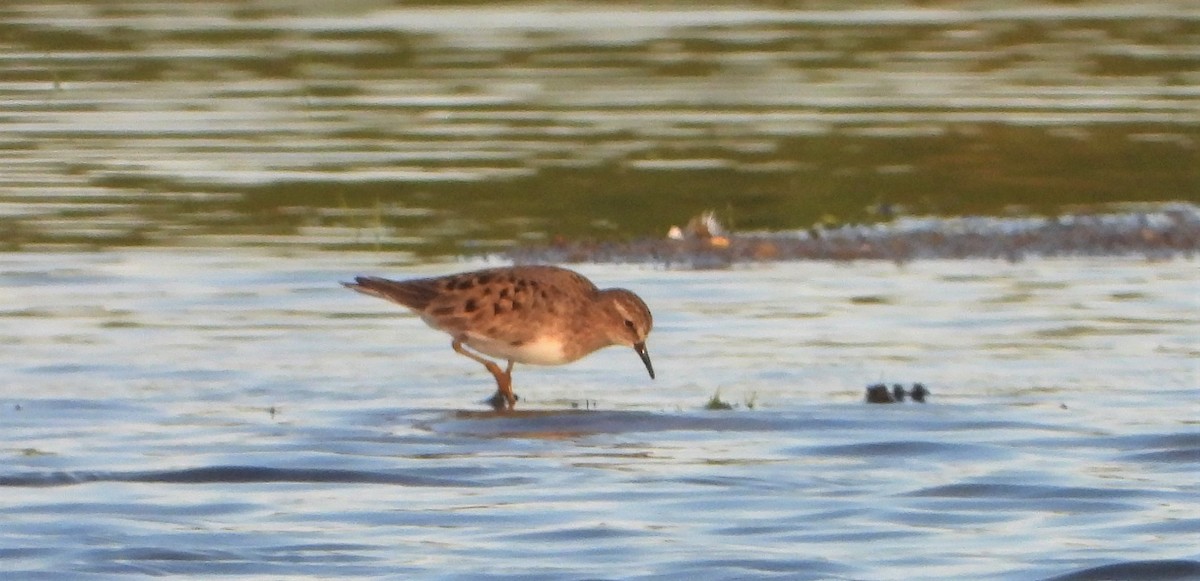 Temminck's Stint - ML446103311