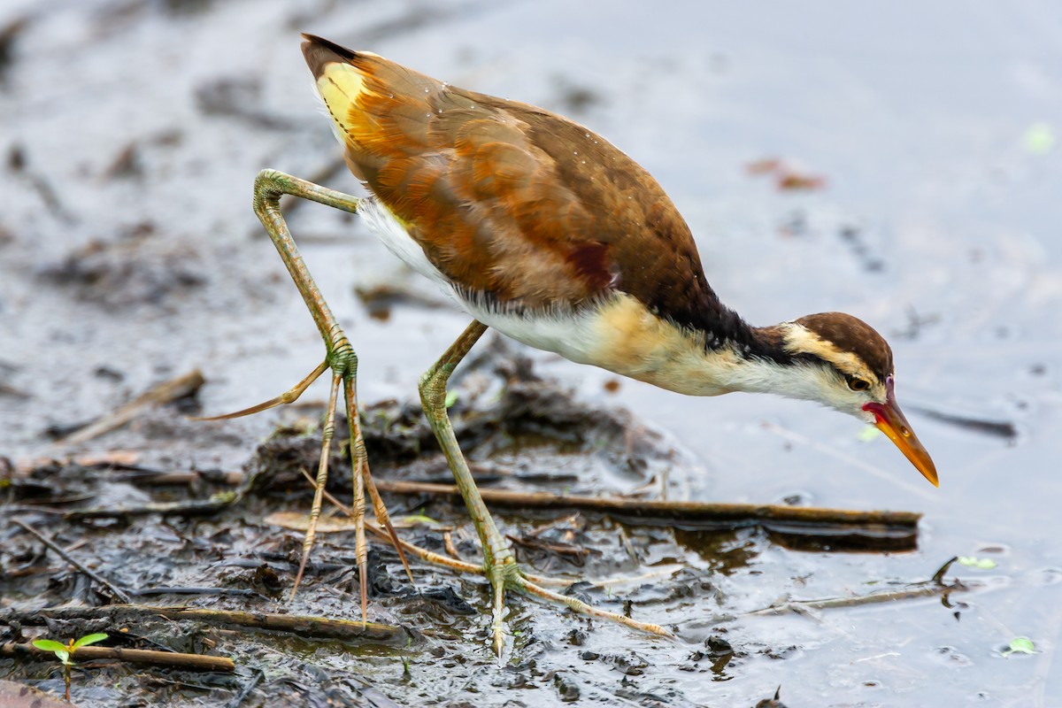 ostnák jihoamerický - ML446103691