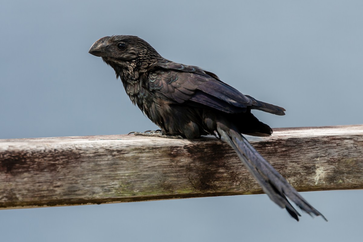 ani tlustozobá - ML446103901