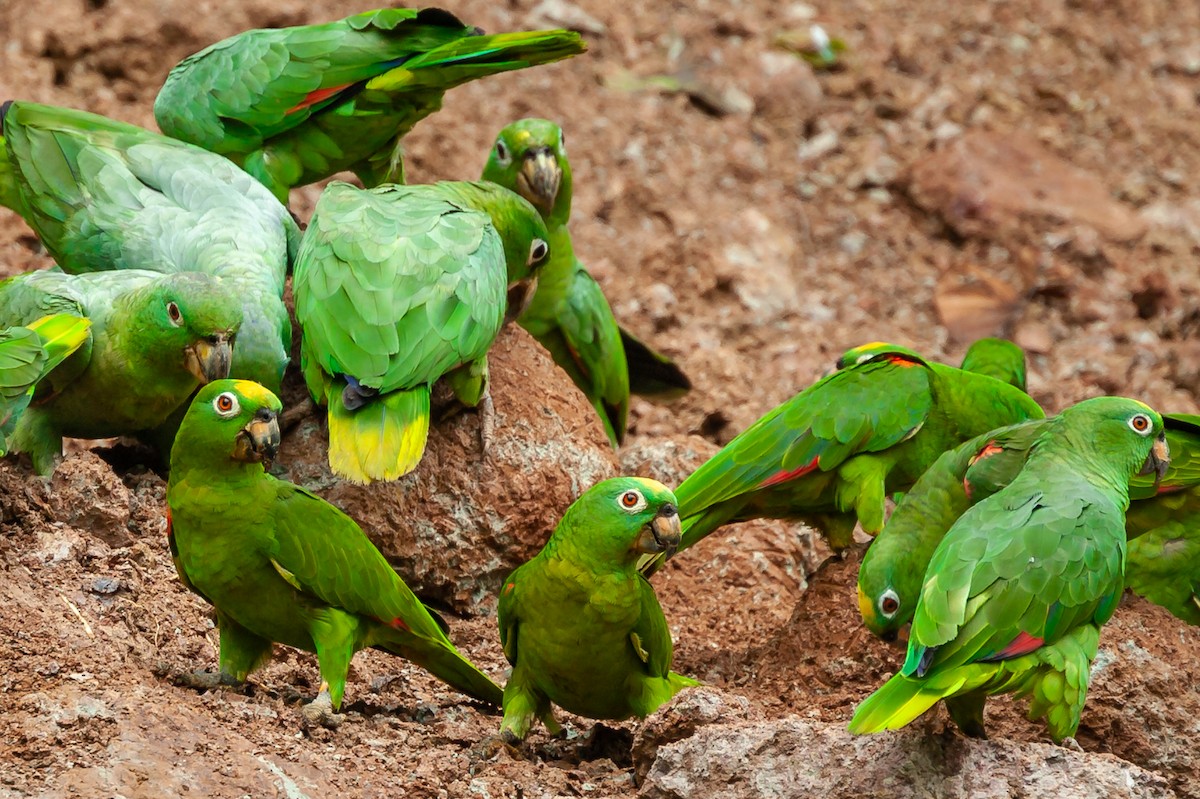 amazoňan pomoučený - ML446104951