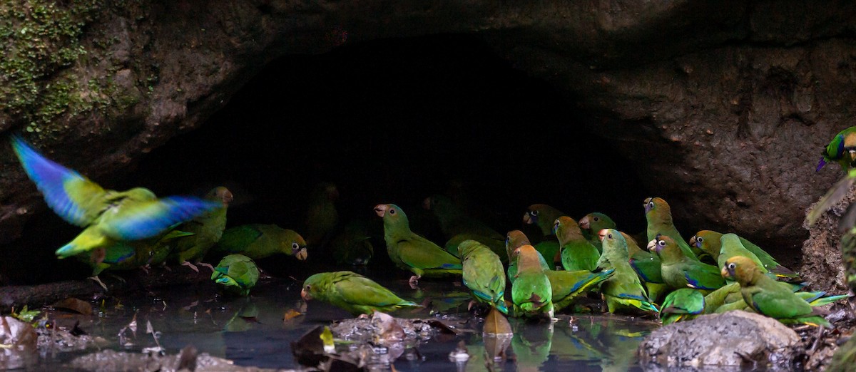 papoušík černočelý - ML446105171