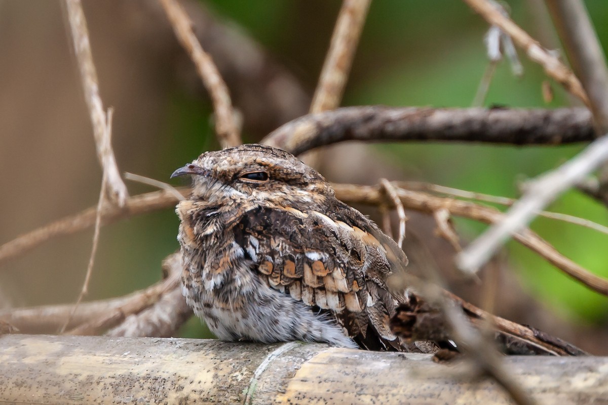 lelek rezavolímcový - ML446105641