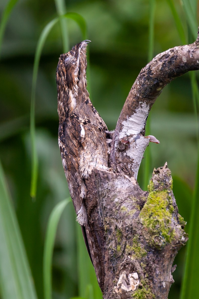 Common Potoo - ML446105661