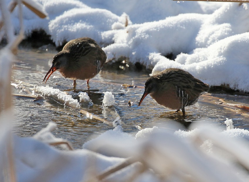 Virginia Rail - ML44610581