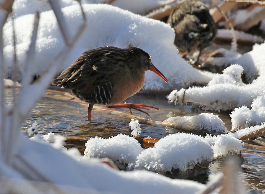 Virginia Rail - ML44610591