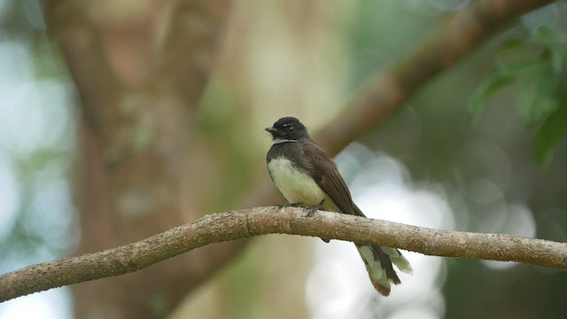 Ошейниковая веерохвостка - ML446106191