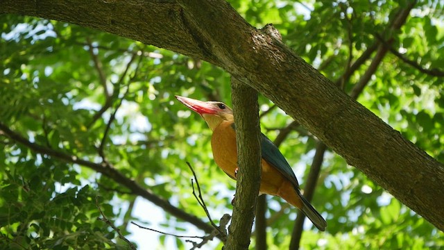 Stork-billed Kingfisher - ML446106201