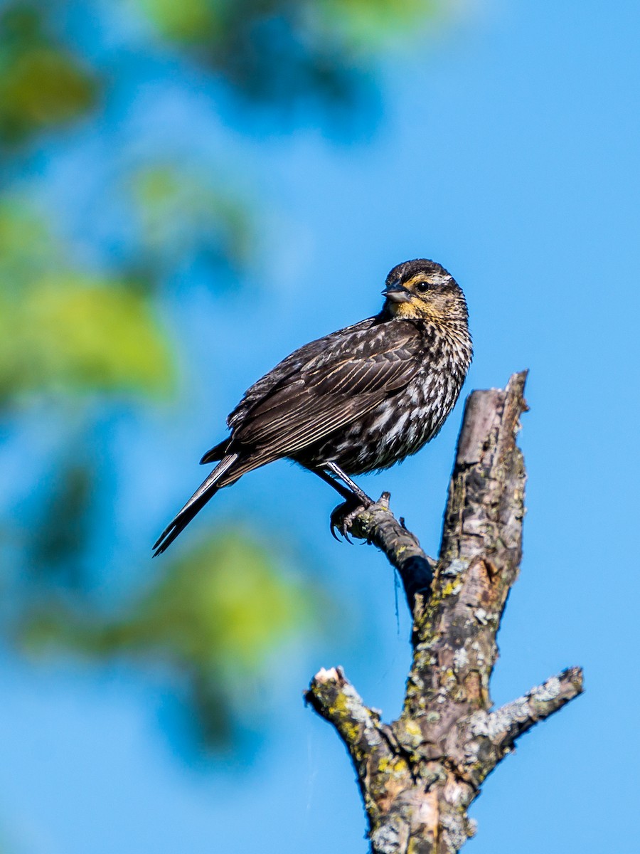 Red-winged Blackbird - ML446107031