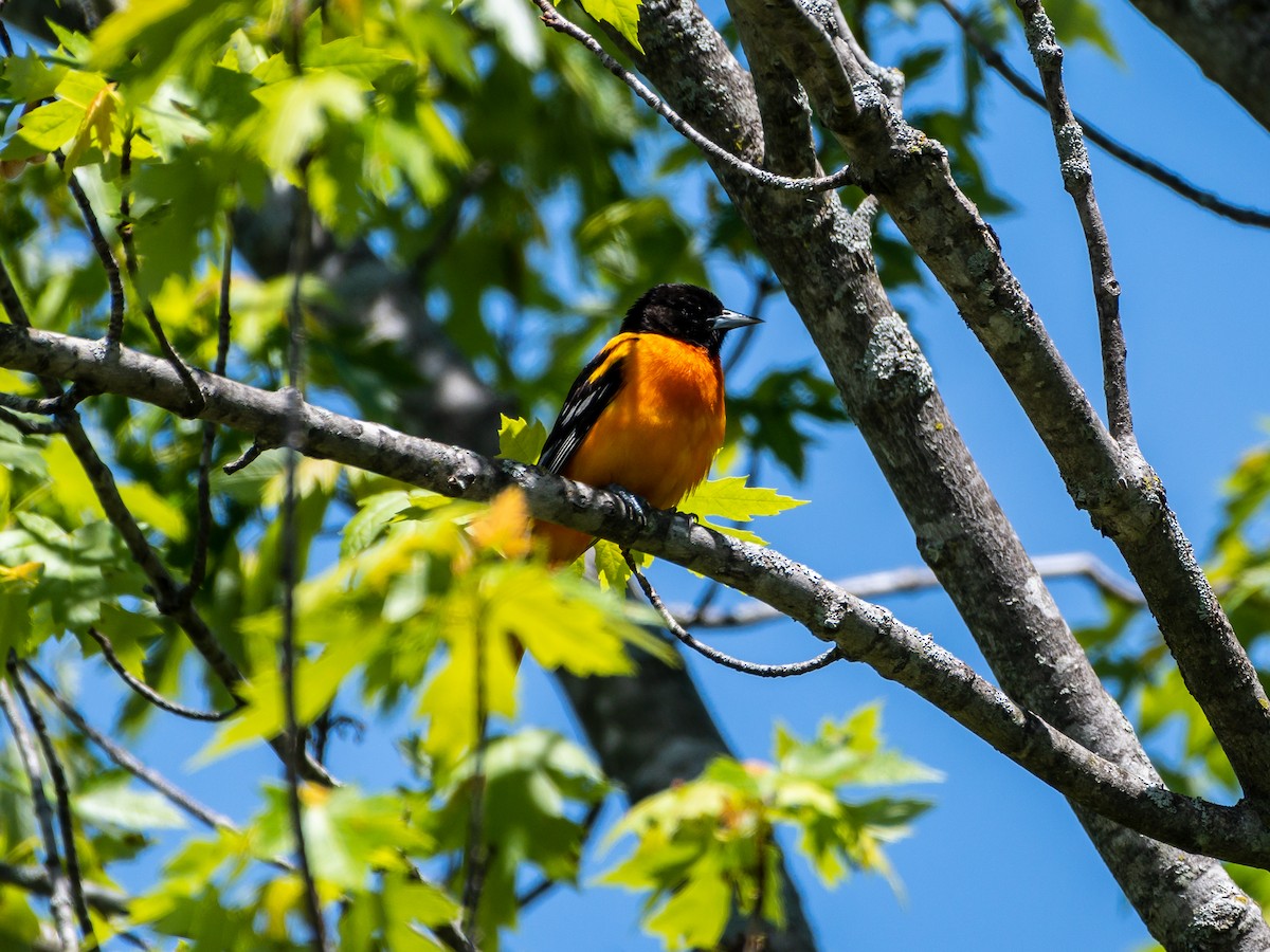 Baltimore Oriole - Randy Runtsch