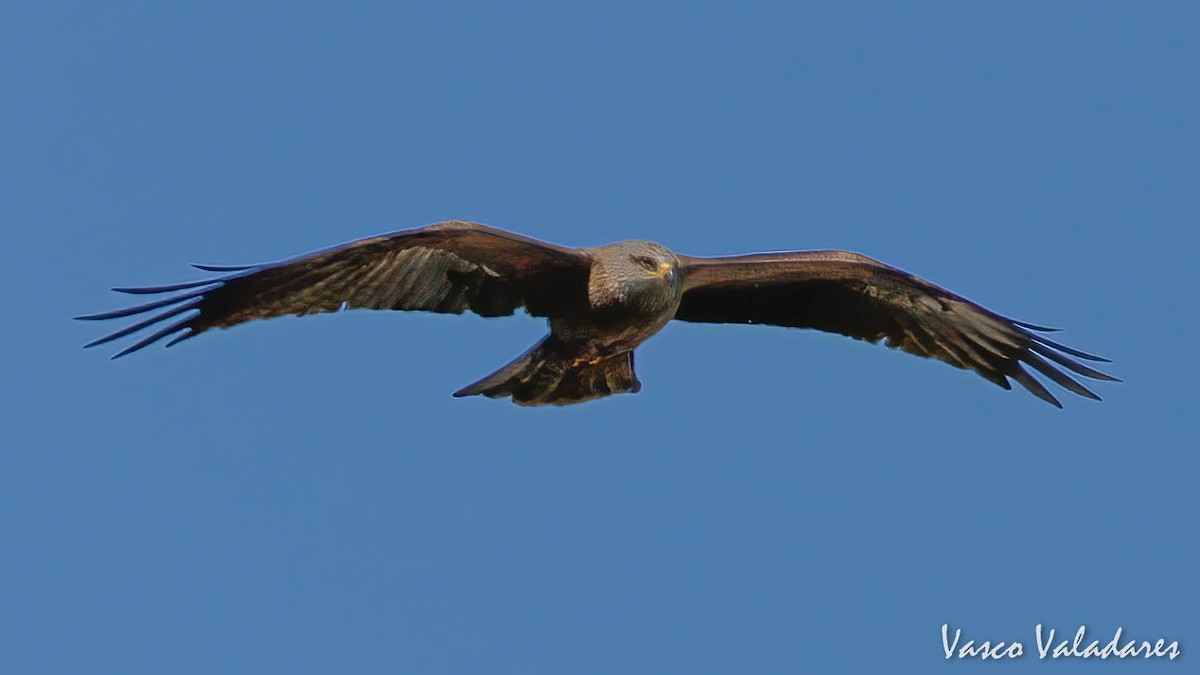 Black Kite - ML446107771