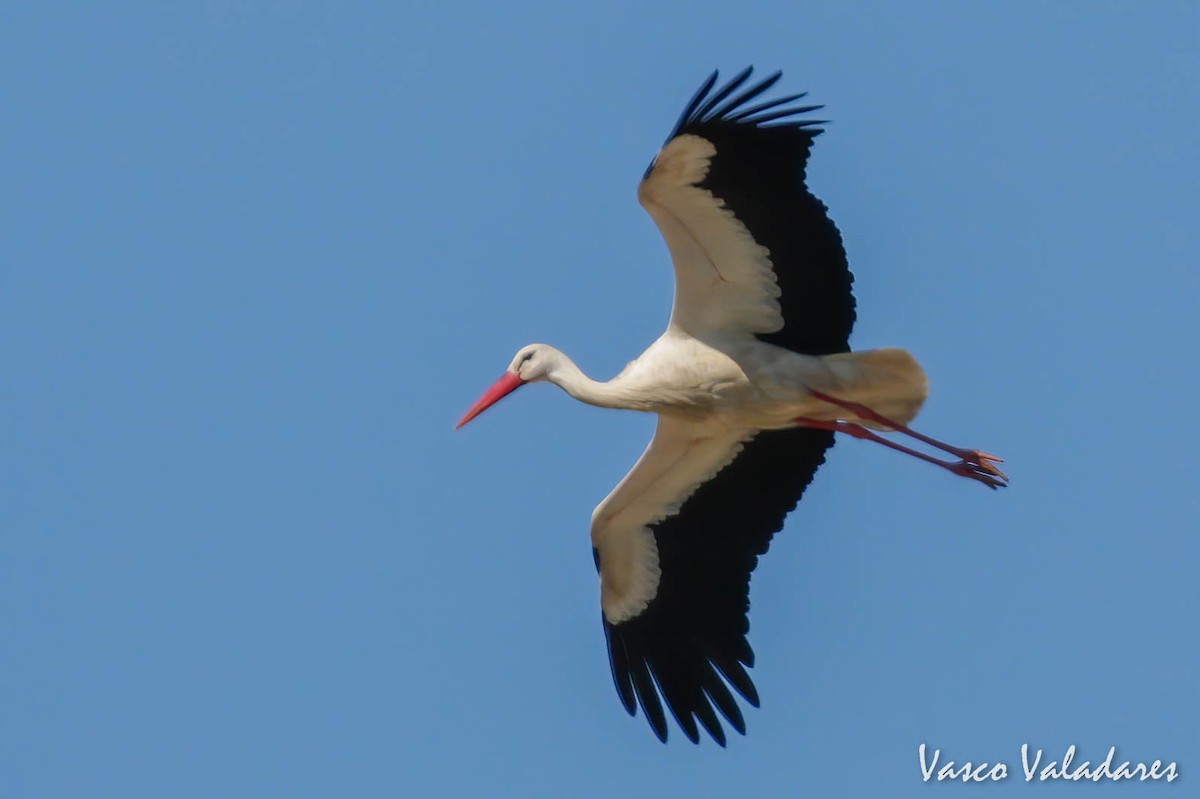 White Stork - ML446108151