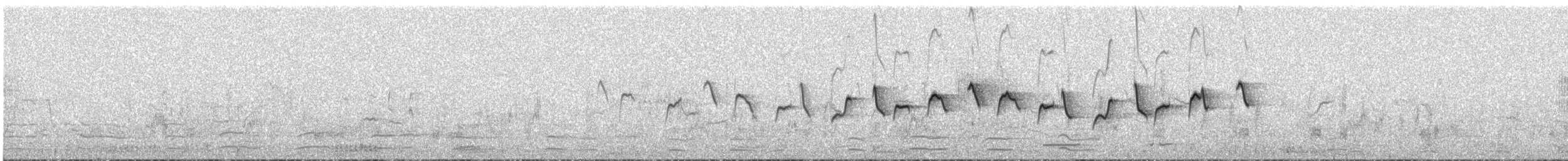 Txio arrunta - ML446108831