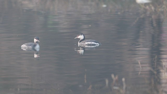 Horned Grebe - ML446108931