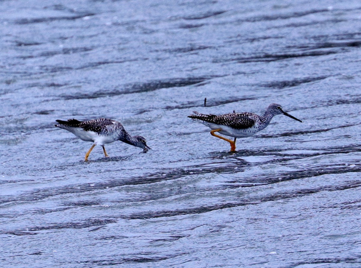 Greater Yellowlegs - ML446109041