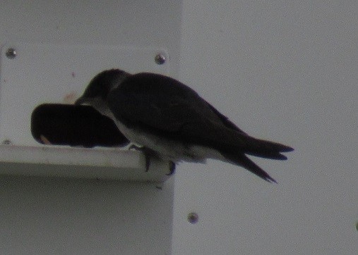 Purple Martin - ML446111731