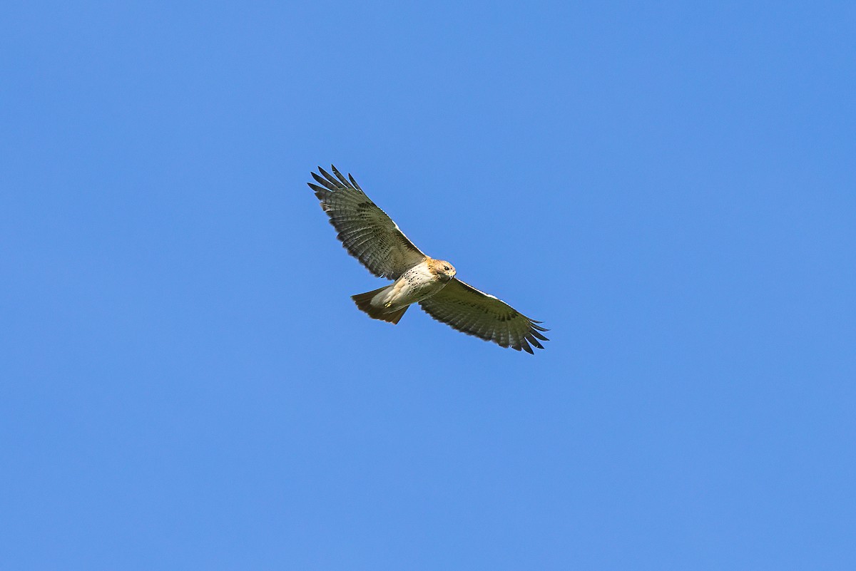Red-tailed Hawk - ML446111961