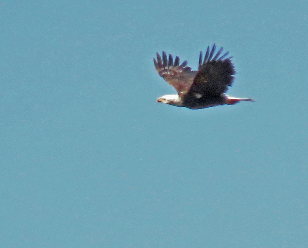 Bald Eagle - ML446112511