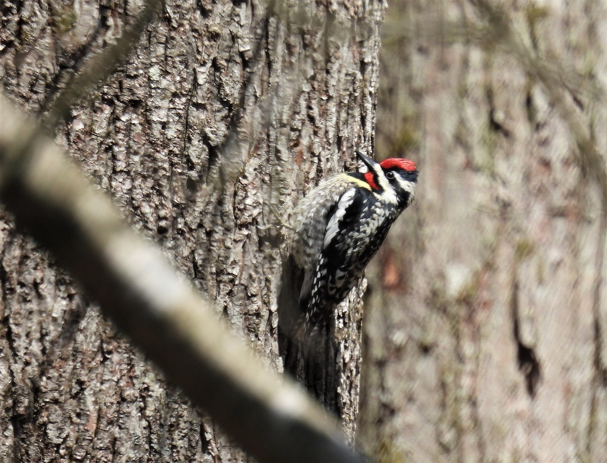 Yellow-bellied Sapsucker - ML446113471