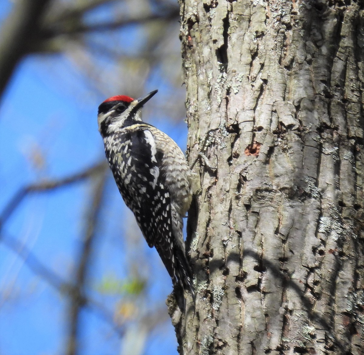 Yellow-bellied Sapsucker - ML446113481