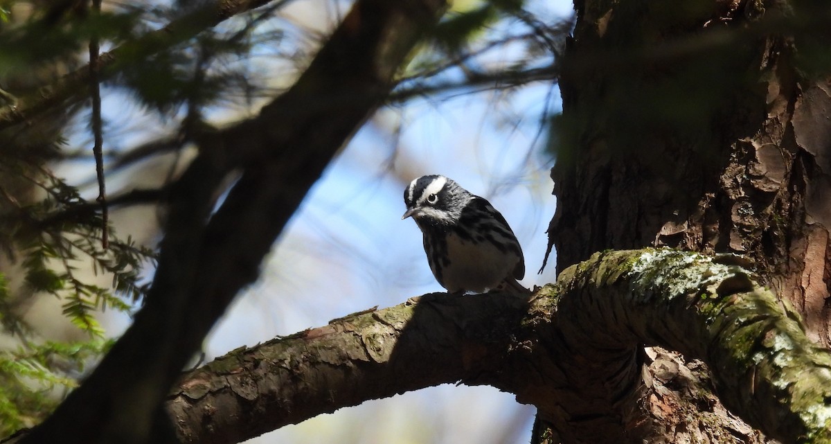 Black-and-white Warbler - ML446113541