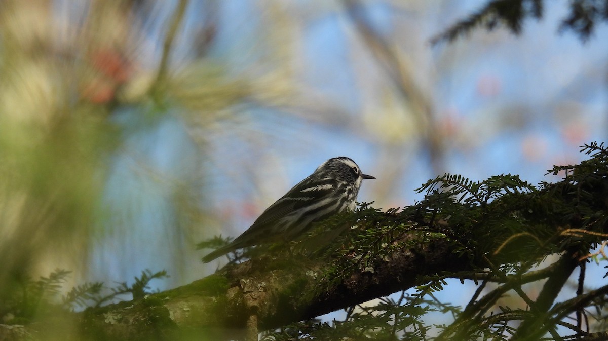 Black-and-white Warbler - ML446113571
