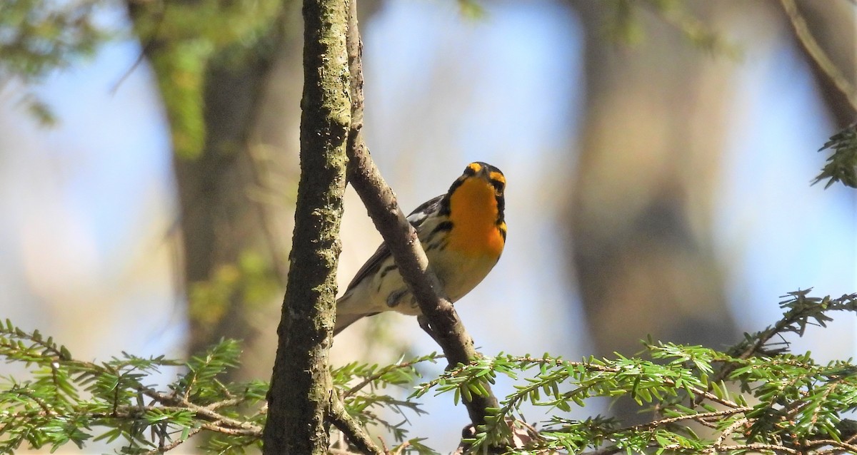 Blackburnian Warbler - ML446113661