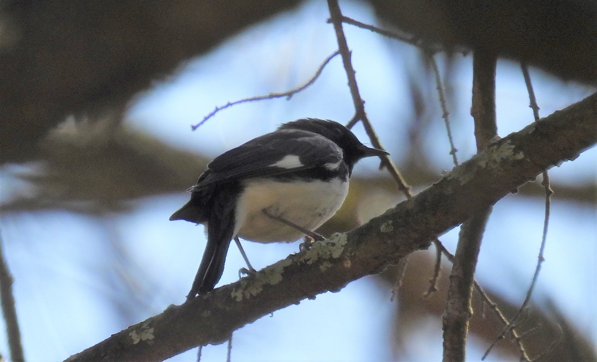Black-throated Blue Warbler - ML446113711