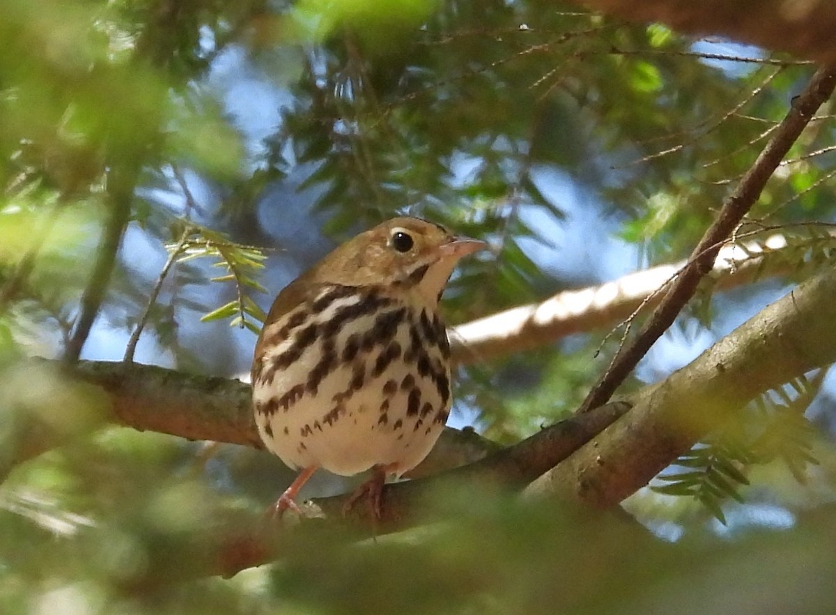 Ovenbird - ML446113751