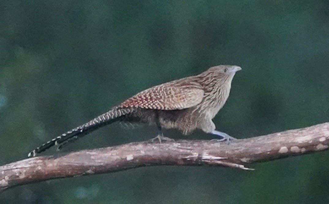 Pheasant Coucal - ML446113761