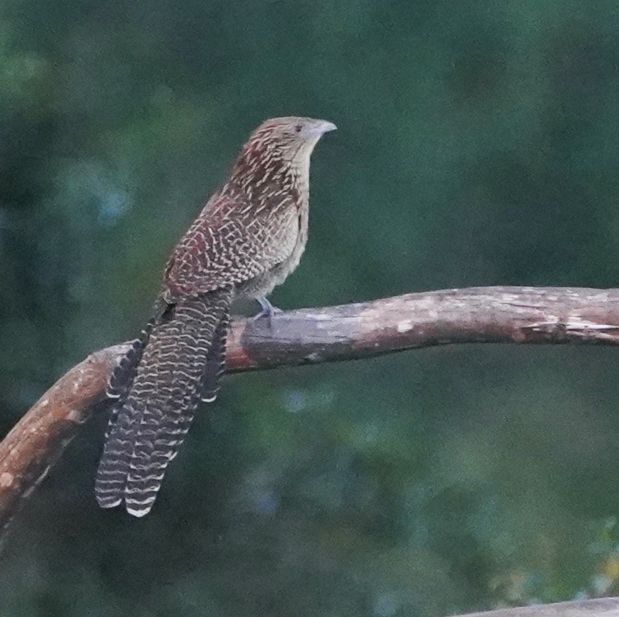 Pheasant Coucal - ML446113821