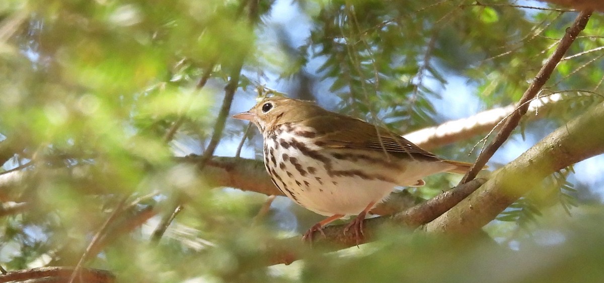 Ovenbird - ML446113881
