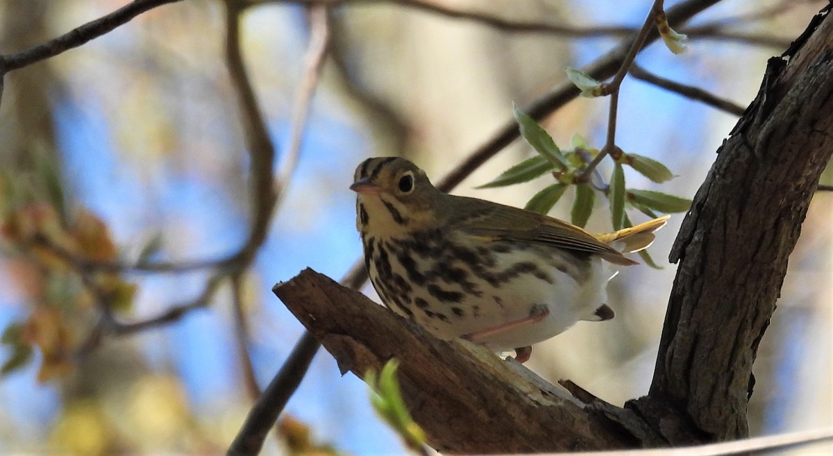 Ovenbird - ML446113961