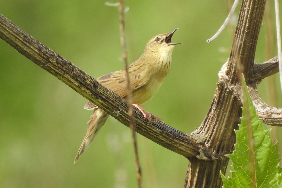 Common Grasshopper Warbler - Peter Hines