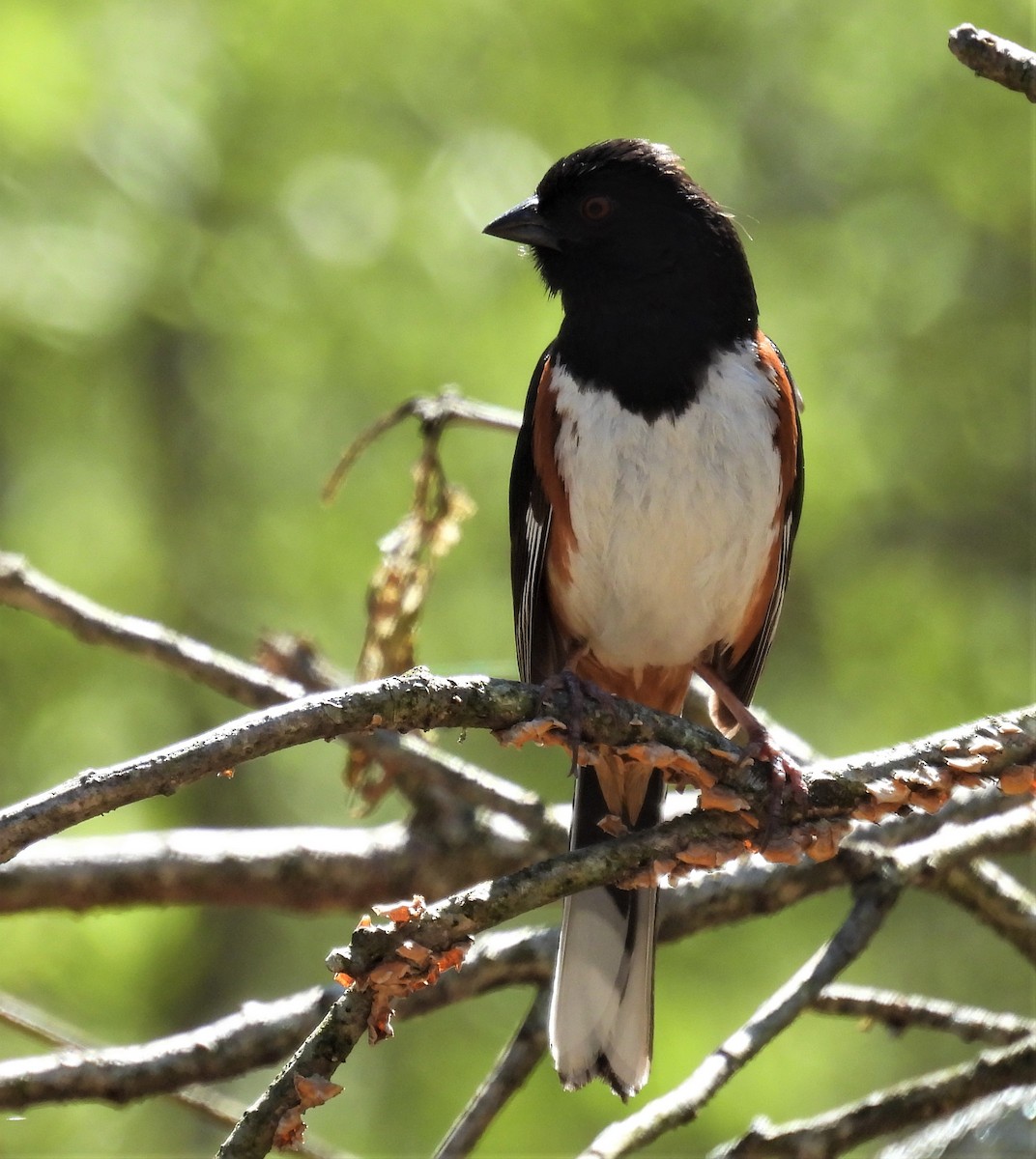 Eastern Towhee - ML446114051