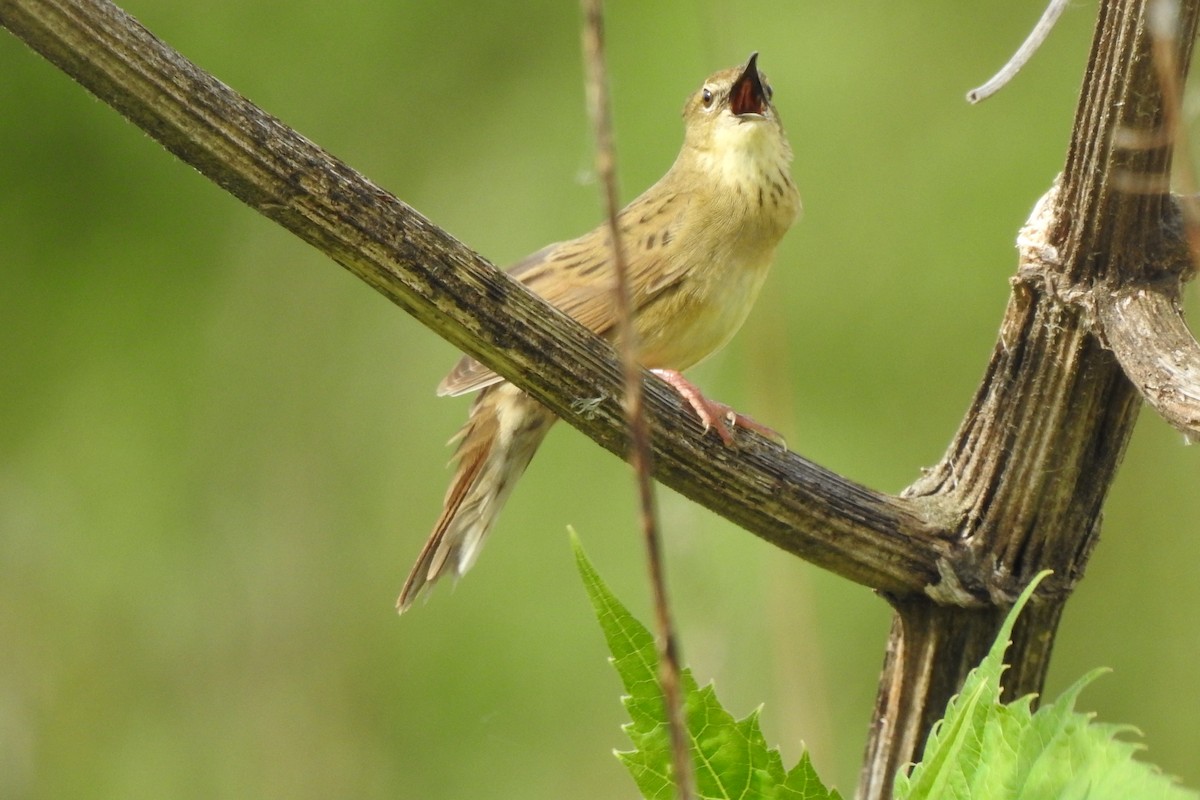 Common Grasshopper Warbler - Peter Hines