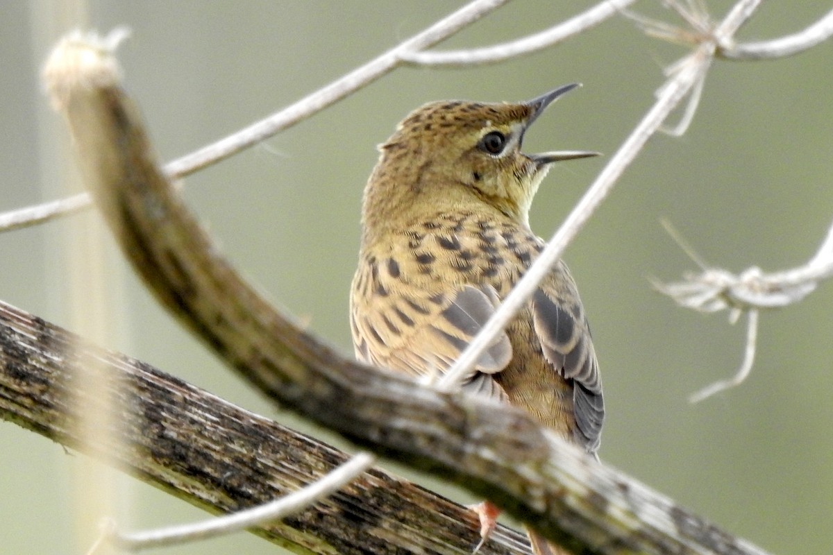 Common Grasshopper Warbler - Peter Hines