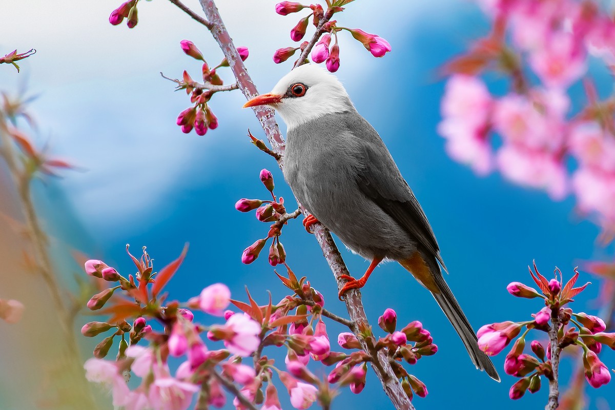 White-headed Bulbul - ML446114941