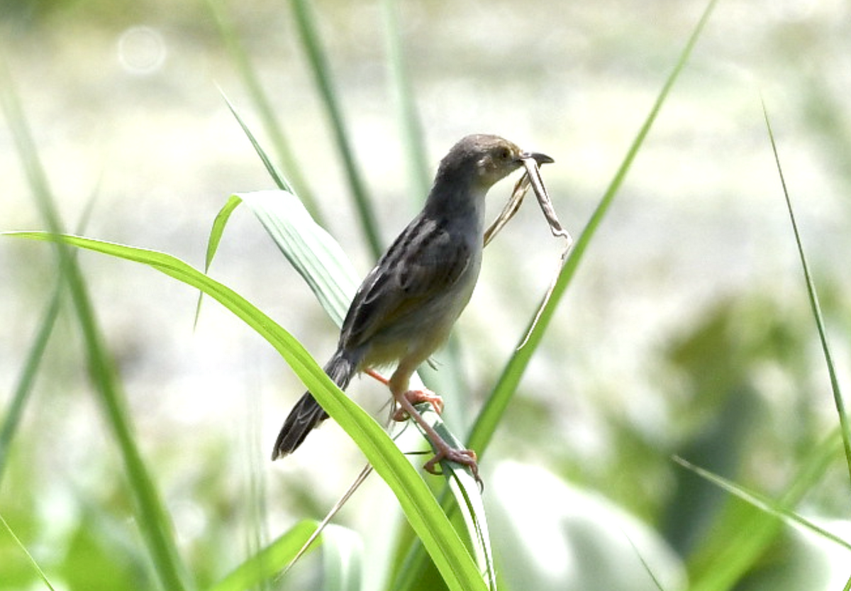 Winding Cisticola - ML446115151