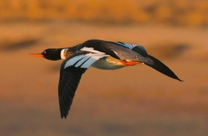 Common Merganser - ML446115911