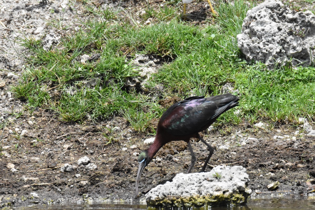 ibis hnědý - ML446118581
