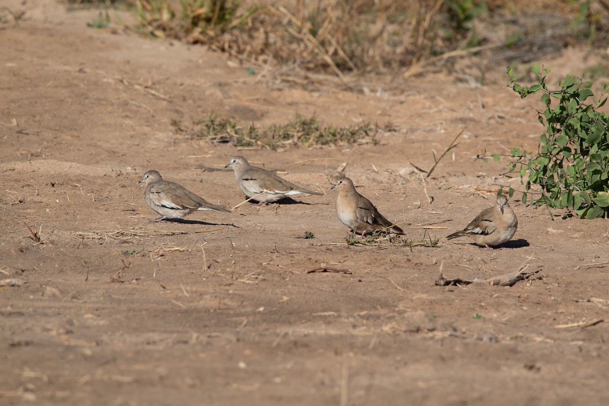 Picui Ground Dove - ML446119891