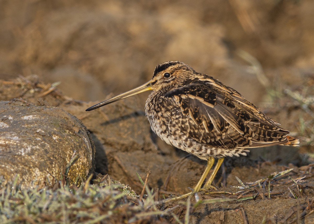 Common Snipe - ML446120961