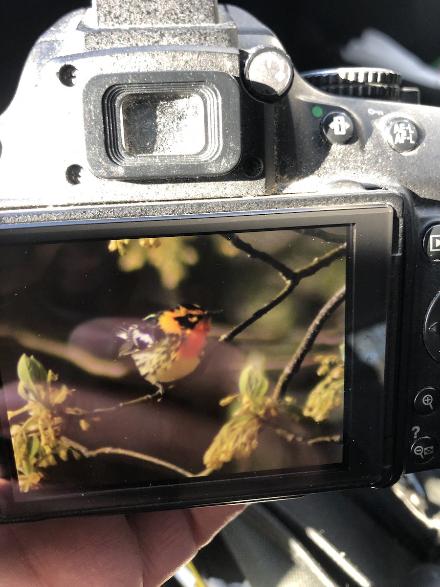 Blackburnian Warbler - Al Della Bella