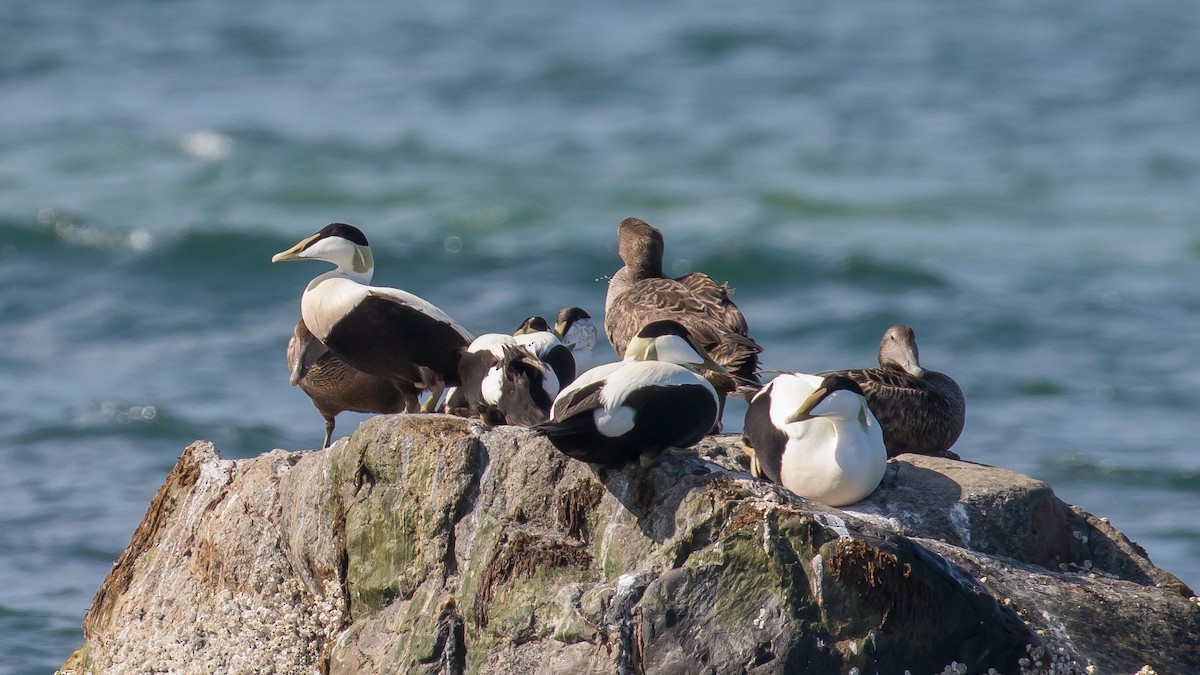 Eider arrunta - ML446124671