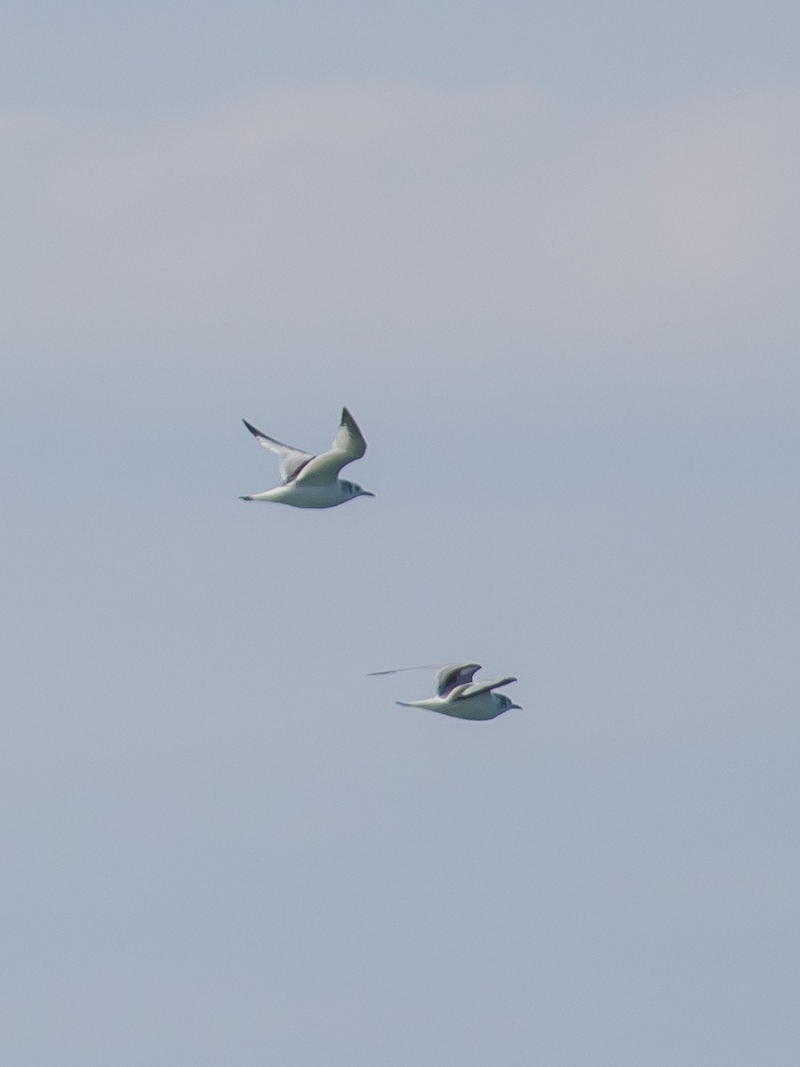 Mouette tridactyle - ML446124751