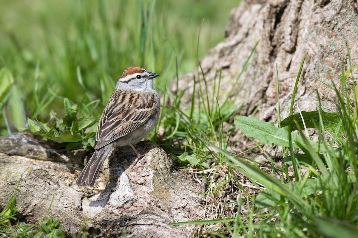 Chipping Sparrow - Emily Turteltaub Nelson