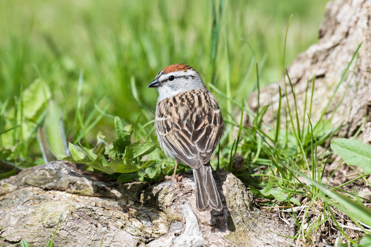 Chipping Sparrow - Emily Turteltaub Nelson