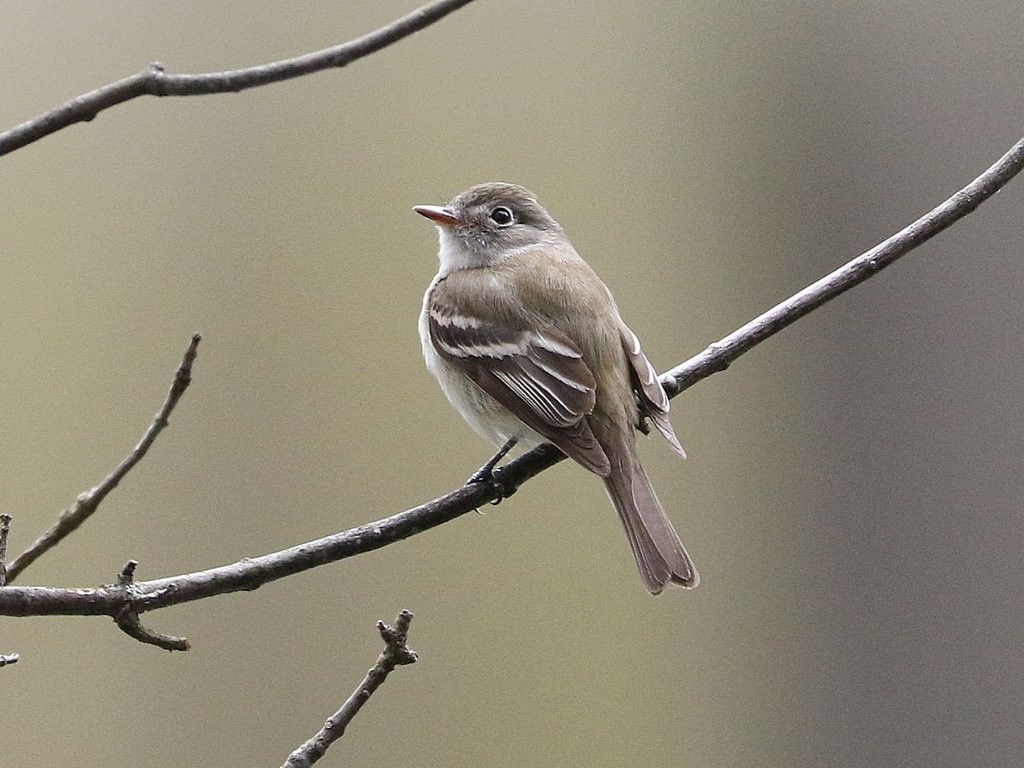 Least Flycatcher - ML446126551