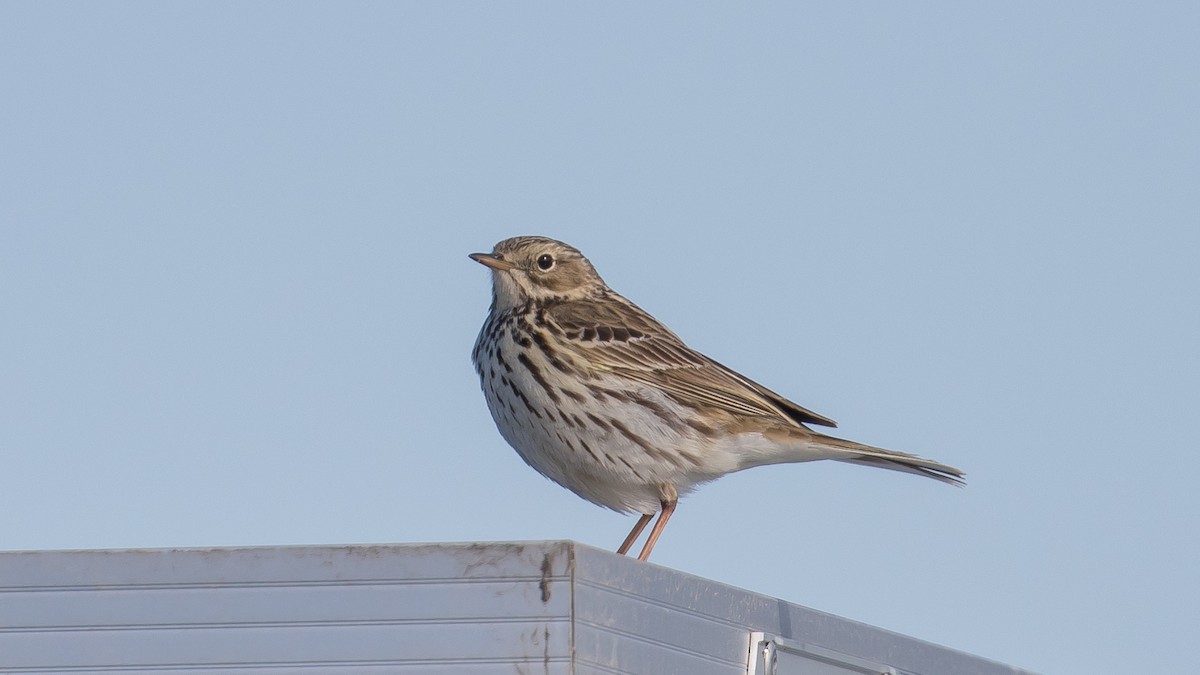 Meadow Pipit - Milan Martic
